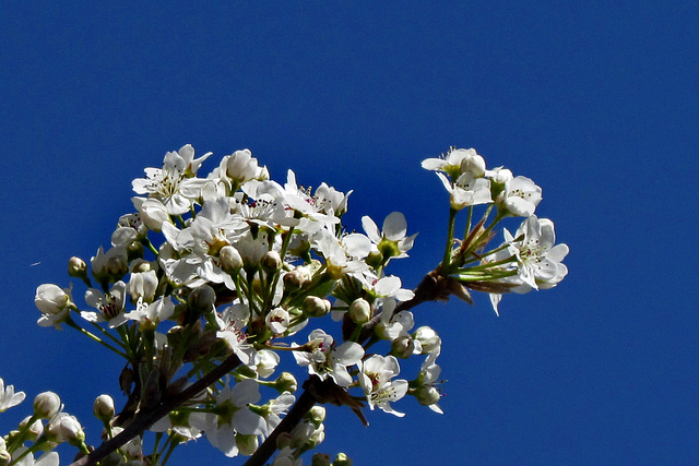 Tree Flowers