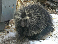 Porcupine