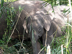 Mother and young Pygmy Elephant