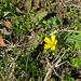 Tiny Yellow Flower