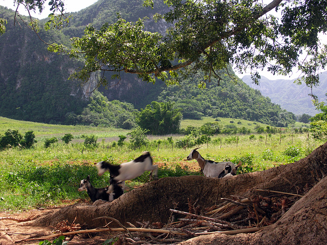 Goats and firewood