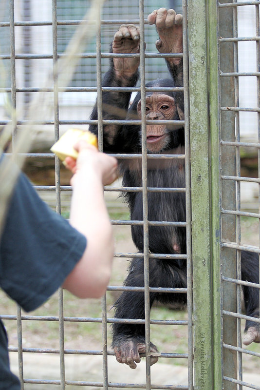 Schimpansenfütterung (Tierpark Schwaigern)