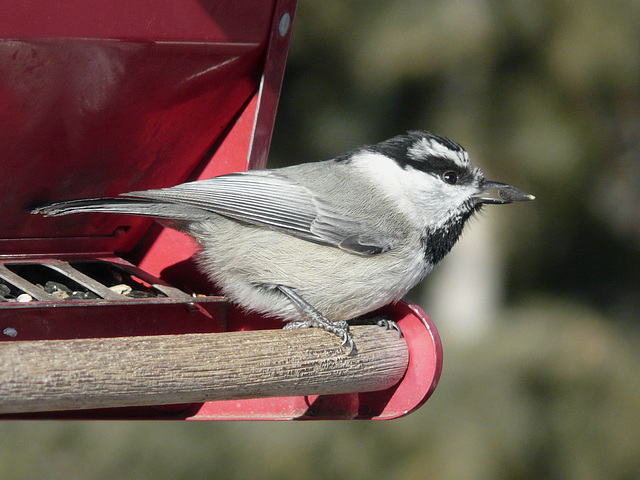 Mountain Chickadee