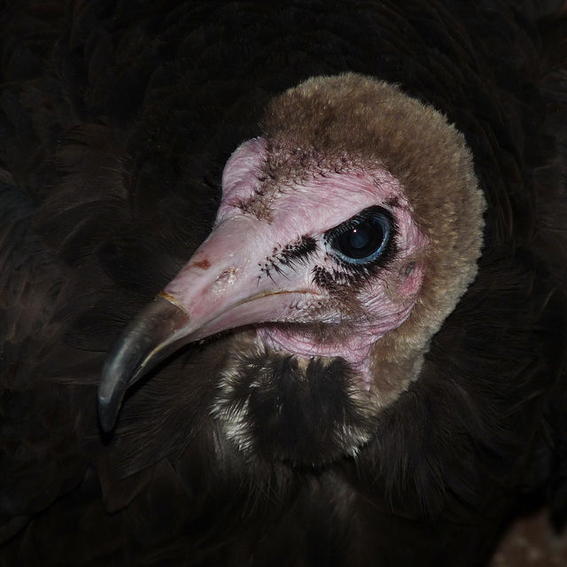 Hooded Vulture