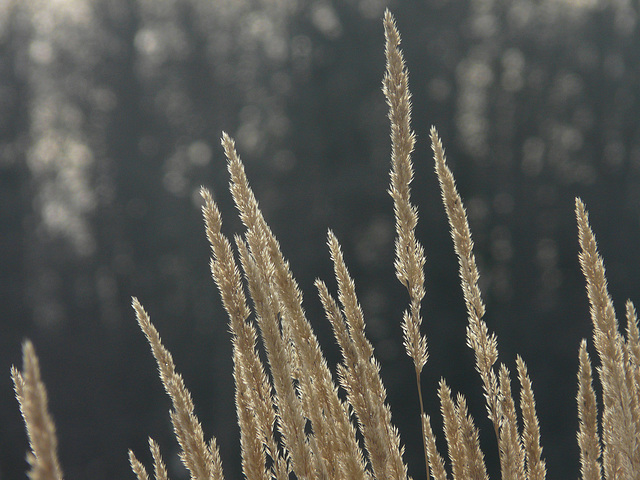 Sunlit grasses