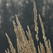 Sunlit grasses