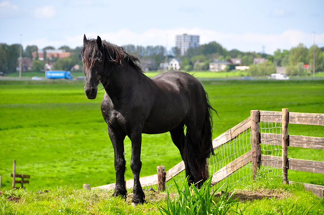 Black Beauty