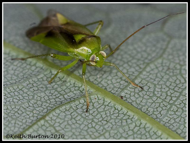 Another Green bug