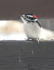 On the fence