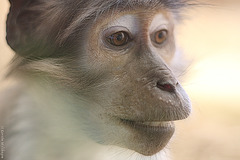 Weißscheitelmangabe (Zoo Landau)