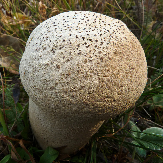 Puffball