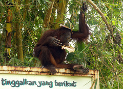 Borneo0394
