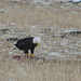 Bald Eagle with Coyote