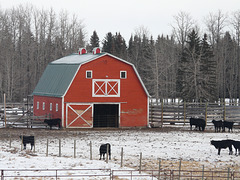 Down on the Ranch