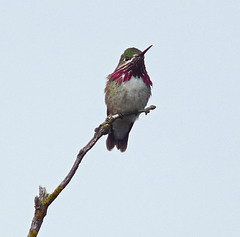 Calliope Hummingbird