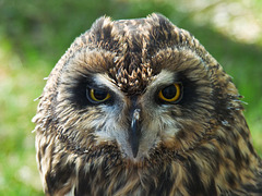 Short-eared Owl