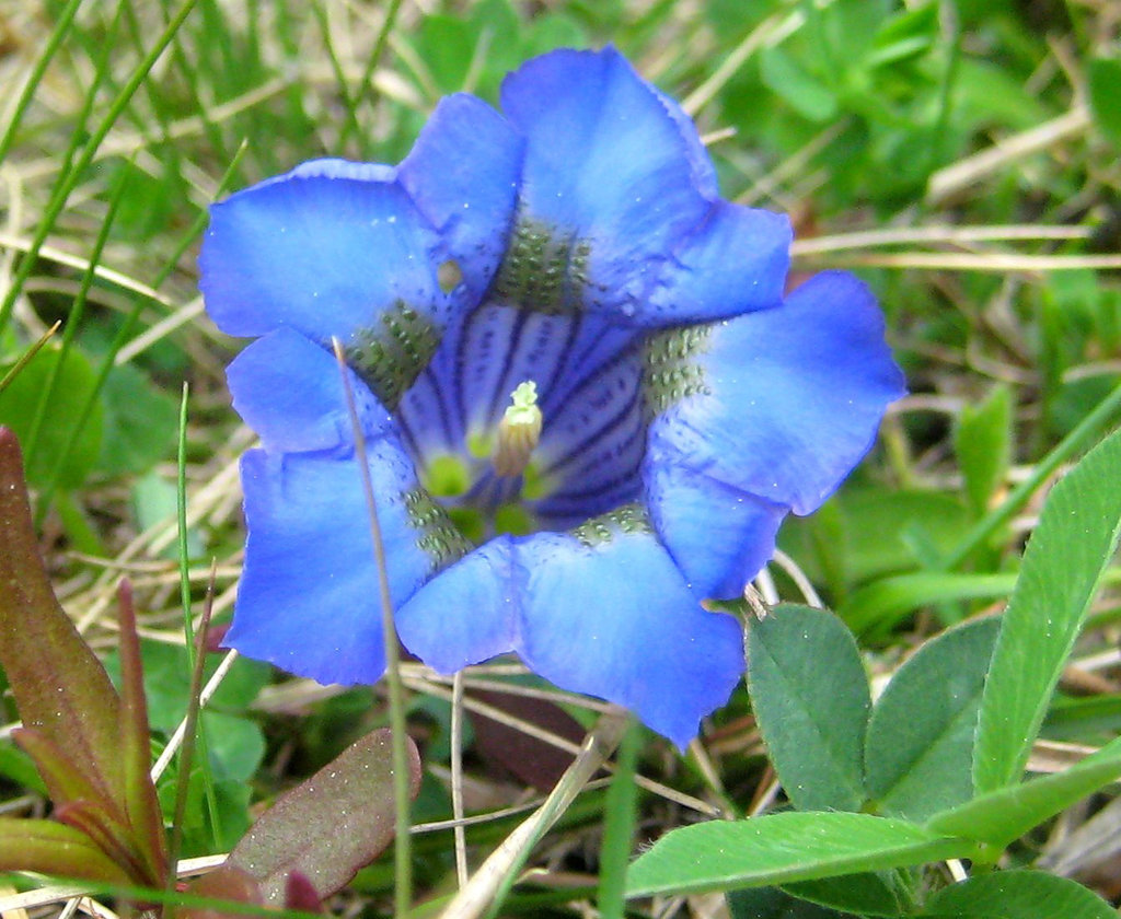 Enzian [Gentiana acaulis]
