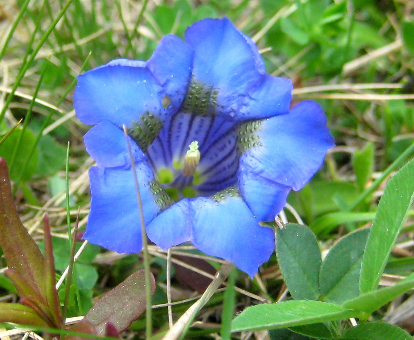 Enzian [Gentiana acaulis]