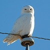 Snowy Owl