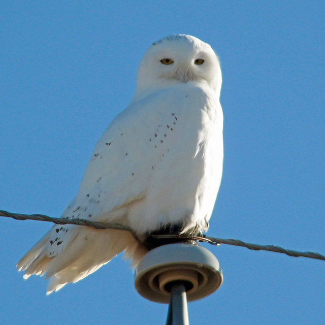 Snowy Owl