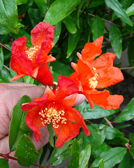 Pomegranate flower