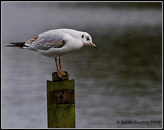 Gull on post