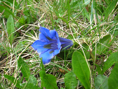 Enzian [Gentiana acaulis]