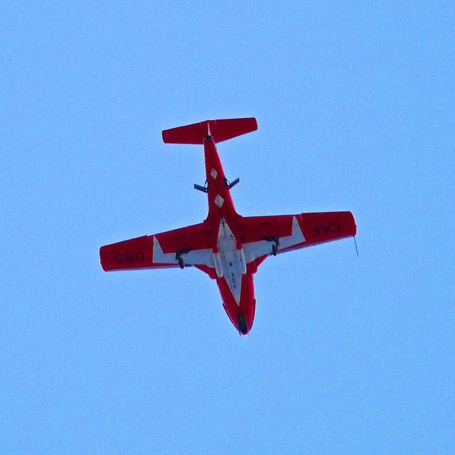 Snowbird  for the Grey Cup