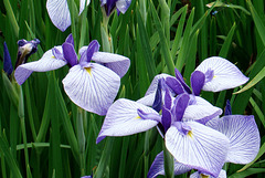 Irises