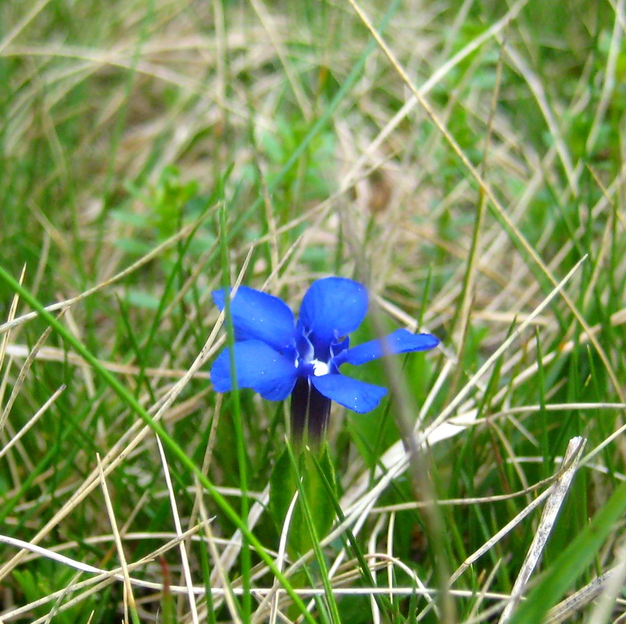 Frühlings-Enzian [Gentiana verna]