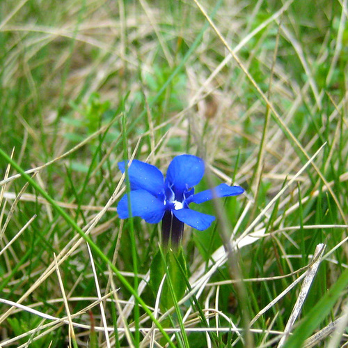 Frühlings-Enzian [Gentiana verna]
