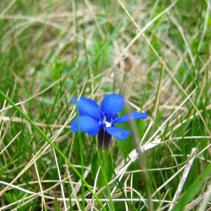 Frühlings-Enzian [Gentiana verna]