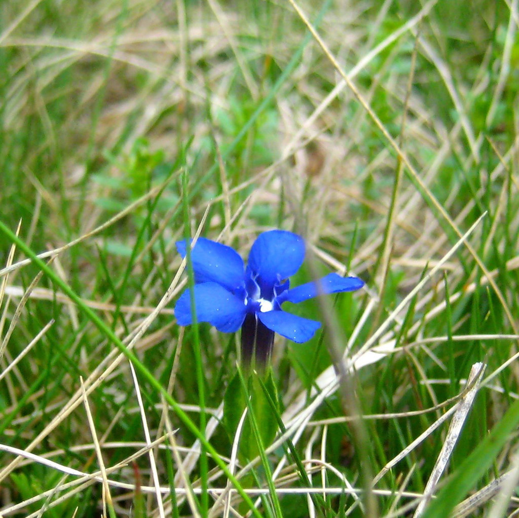 Frühlings-Enzian [Gentiana verna]