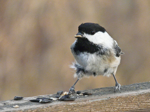 On a windy day