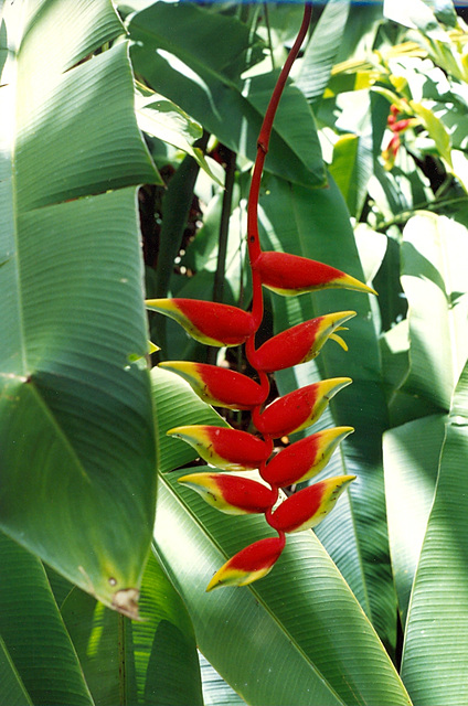 On the Road to Hana