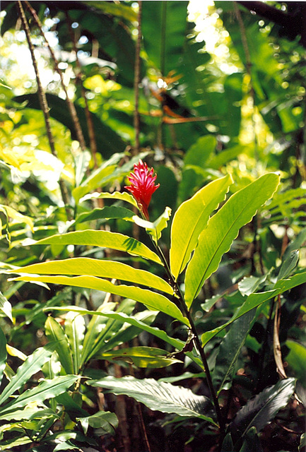 On the Road to Hana