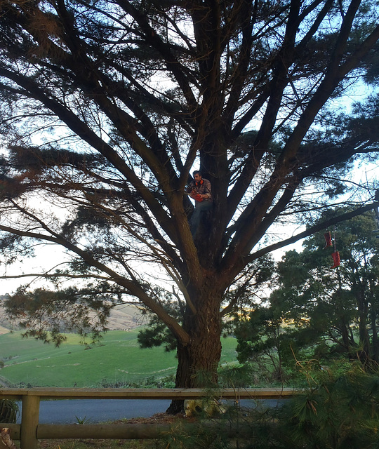 trimming the big pine tree