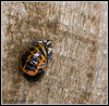 Stages of a Ladybird