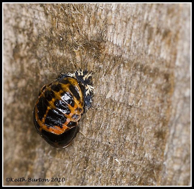 Stages of a Ladybird