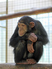 Schimpansenkind (Tierpark Schwaigern)