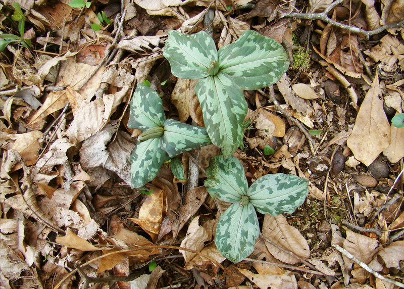 Trilliums in Bud