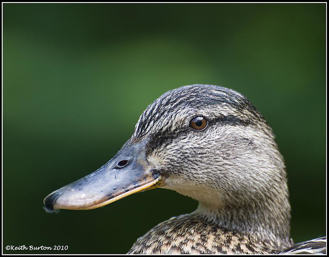 Mallard portrait