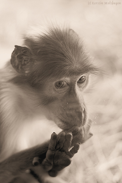 Weißscheitelmangabe in Sepia (Zoo Landau)