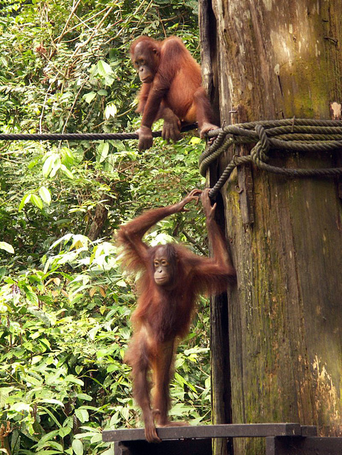 Borneo0380