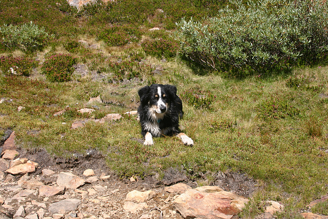 Jack at Moat Lake