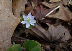 Rue Anemone