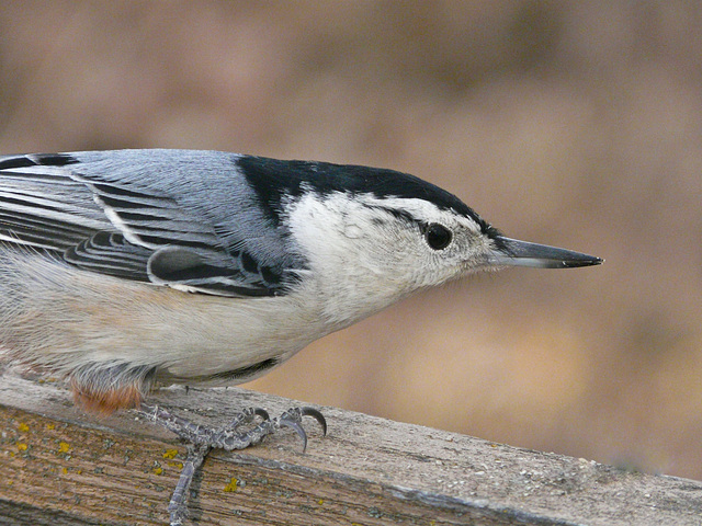 Feathered beauty