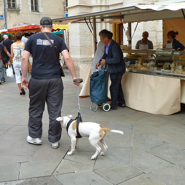 France 2012 – Dog