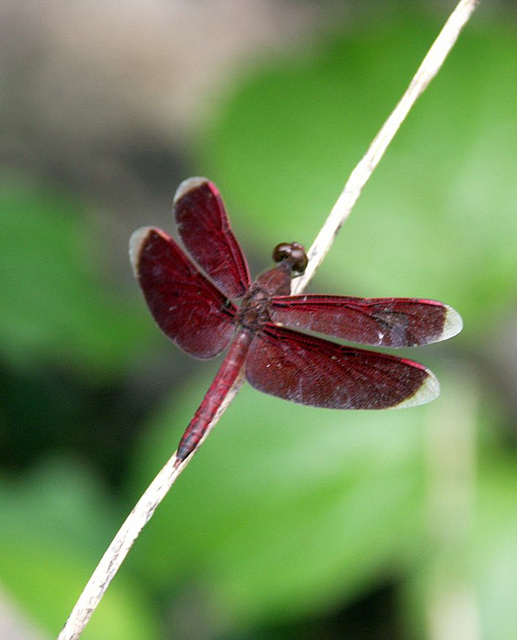 Red Dragonfly