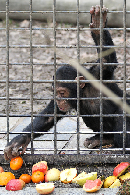 Und eins... (Tierpark Schwaigern)